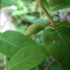 honeyberry_384x512