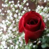 rose_512x384