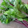 beetleaves_512x384