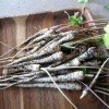 parsnips_512x384
