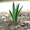 allium_512x384