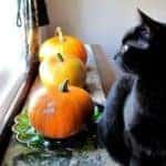 buffypumpkins_512x384