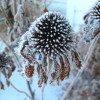 echinacea_512x683