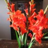 glads_512x384 glads_512x384