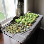 operationtomato_512x384