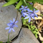 blooms