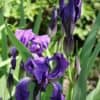 irises