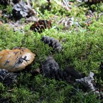 mushrooms