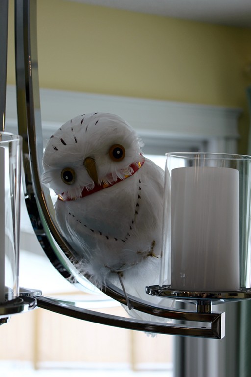 hedwig