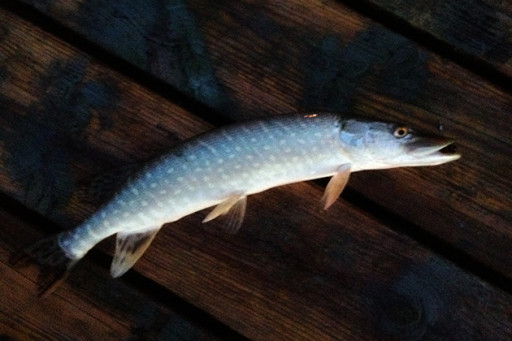 Sunset, Northern Pike & The One That Got Away