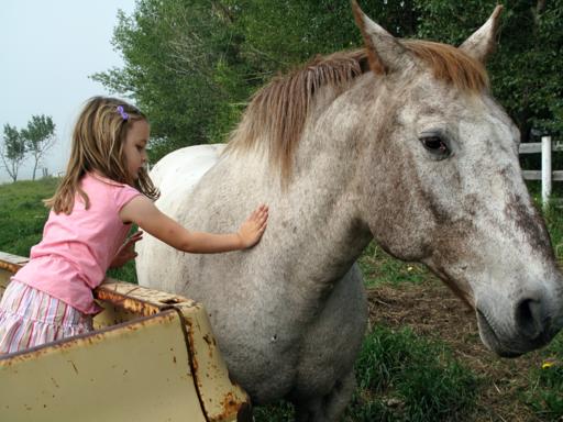 little girl in the back of the farm truck touching the horse