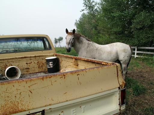 old farm truck in the pasture and a horse