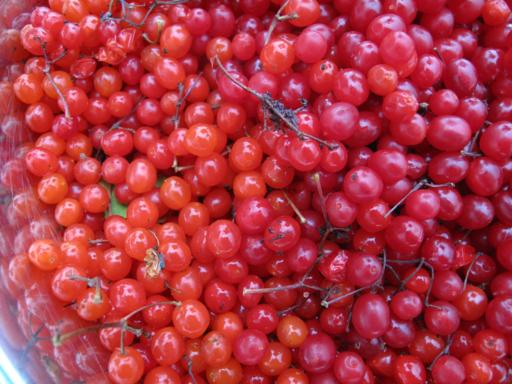 close up of fresh red cherries