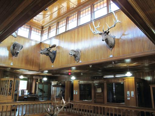 inside a museum with lots of stuffed dead animals