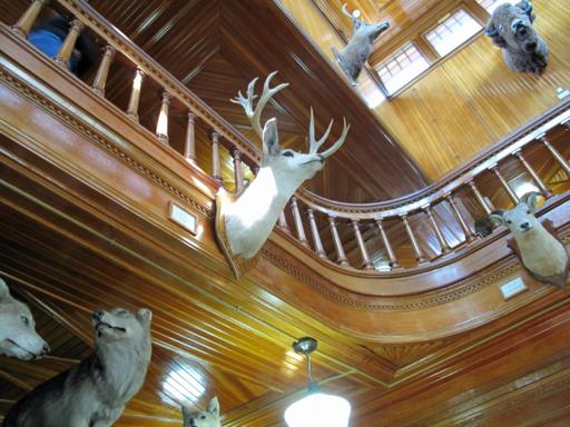 close up of the railings and stuffed dead animals