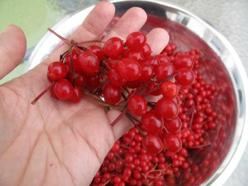 close up of red cherries in a hand