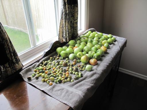 green tomatoes of different sizes in a towel