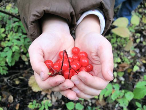 red cherries in two hands