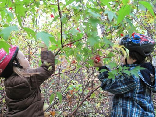 kids picking cranberries from bushes