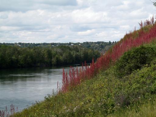 view of lake with green and red grasses