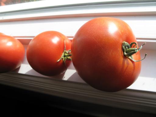 close up of red tomatoes