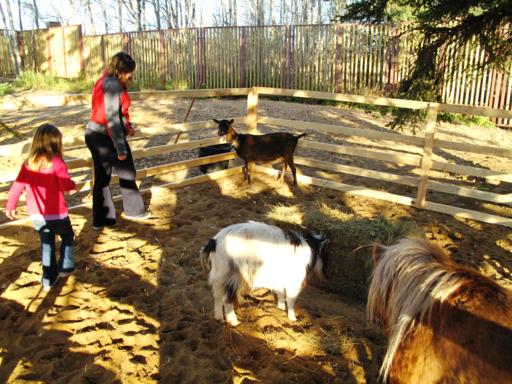 goats in the small petting zoo