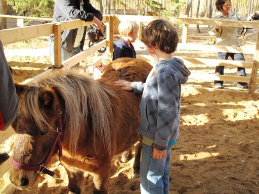 little boy touching the pony