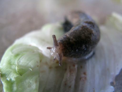 close up of a slug