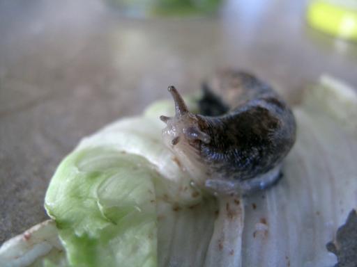 slug with cute little eyes