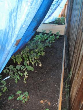 cauliflower, celery and strawberries under the blue cover