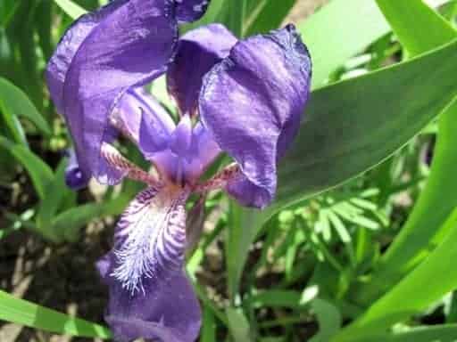 close up of blue violet Irises