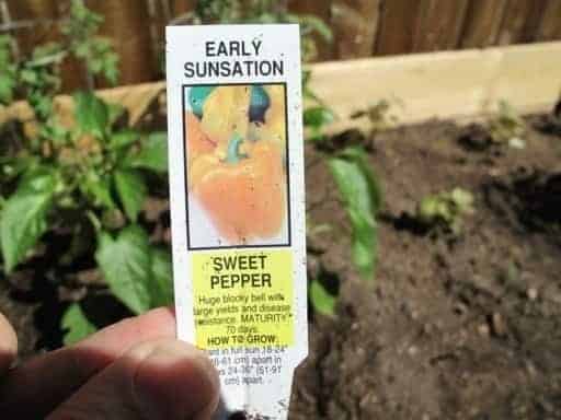 sweet pepper label in the garden bed