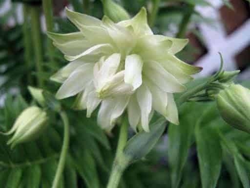 close up of white aquilegia that started to bloom