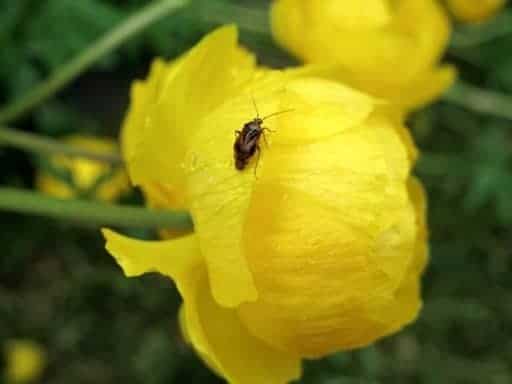 close up of little bug on yellow globeflowers