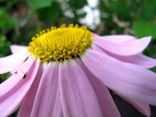 close up of blooming daisy, pink petals and yellow center