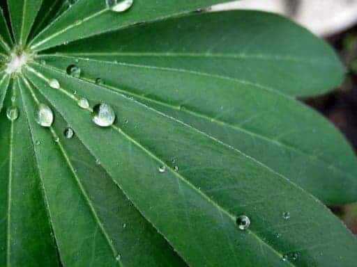 close up of green leaves with raindrops