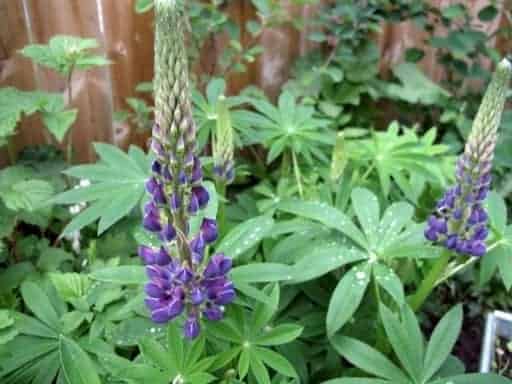 close up of lupine that starting to bloom