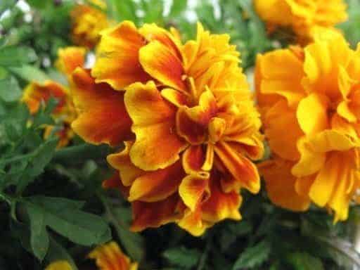 close up of Marigold flowers