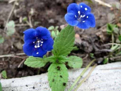 close up of a petite royal blue flower