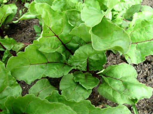 green leaves of beets