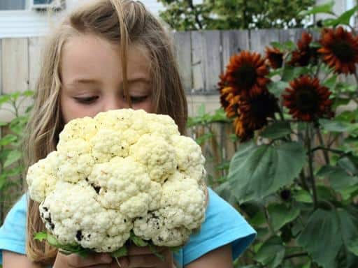 little girl holding and looking down the newly harvest cauliflower