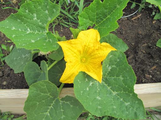 yellow flower of cucumber