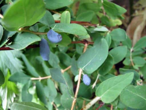 close up of growing honeyberries