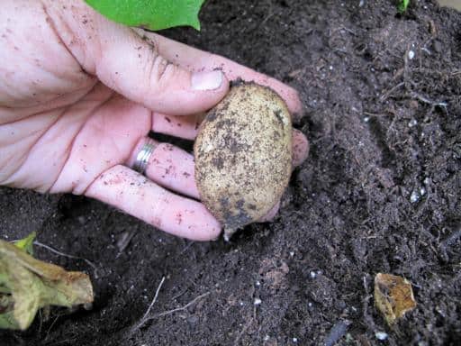 harvesting a potato in the yard