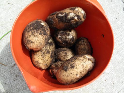 red pail with mix sizes of harvested potatoes