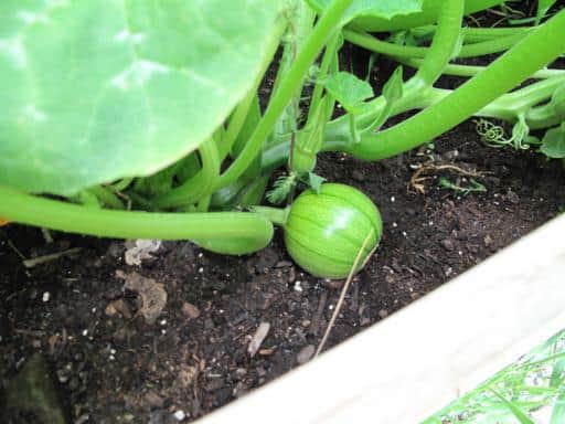 small round pumpkin on the soil