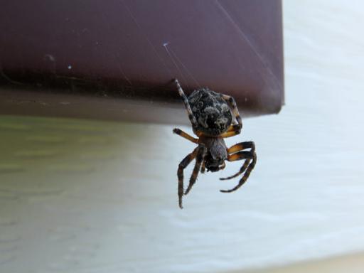 close up of spider as big as a quarter