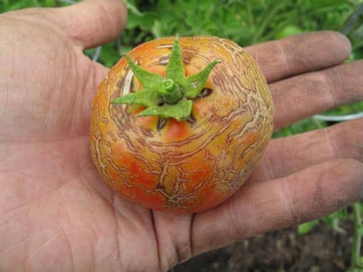 crackled piece of tomato