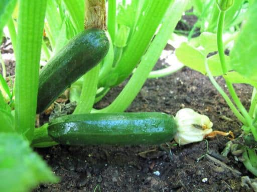 two pieces of growing zucchini