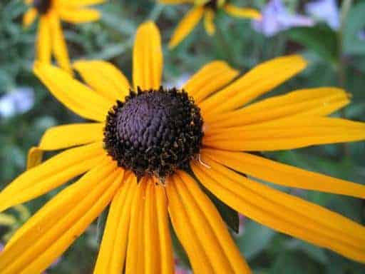 close up of yellow Rudbeckia flower showing the center part of the flower